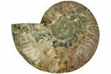 Cut & Polished Ammonite Fossil (Half) - Madagascar #212872-1